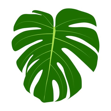This image is 300dpi, coloured and ready to use. . Monstera clipart